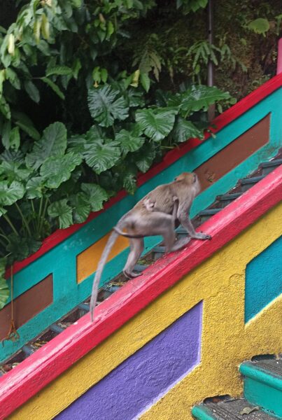 Mono en las escaleras de Batu Caves