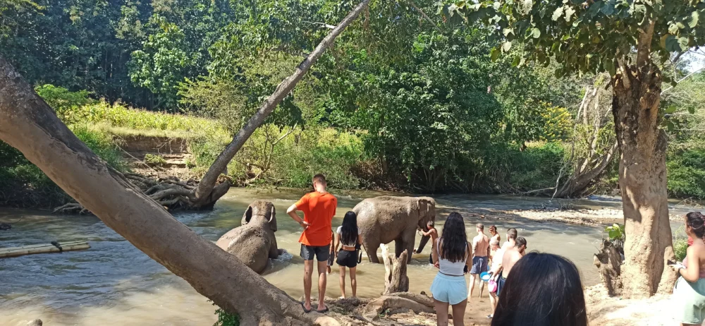 Viaje a Tailandia en 20 dias: santuario de elefantes ético Chiang Mai con turistas en el río