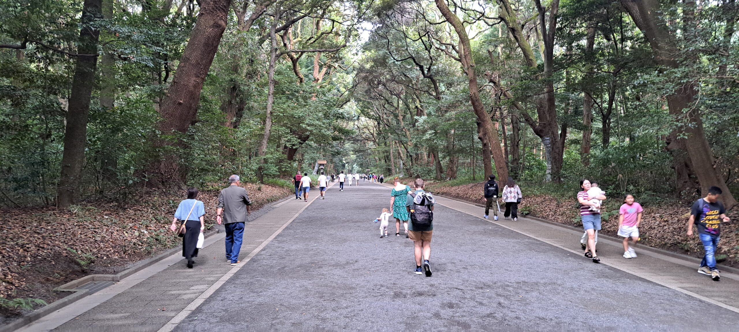Santuario Meiji. Que ver en Shibuya Santuario Meiji. Que ver en Shibuya