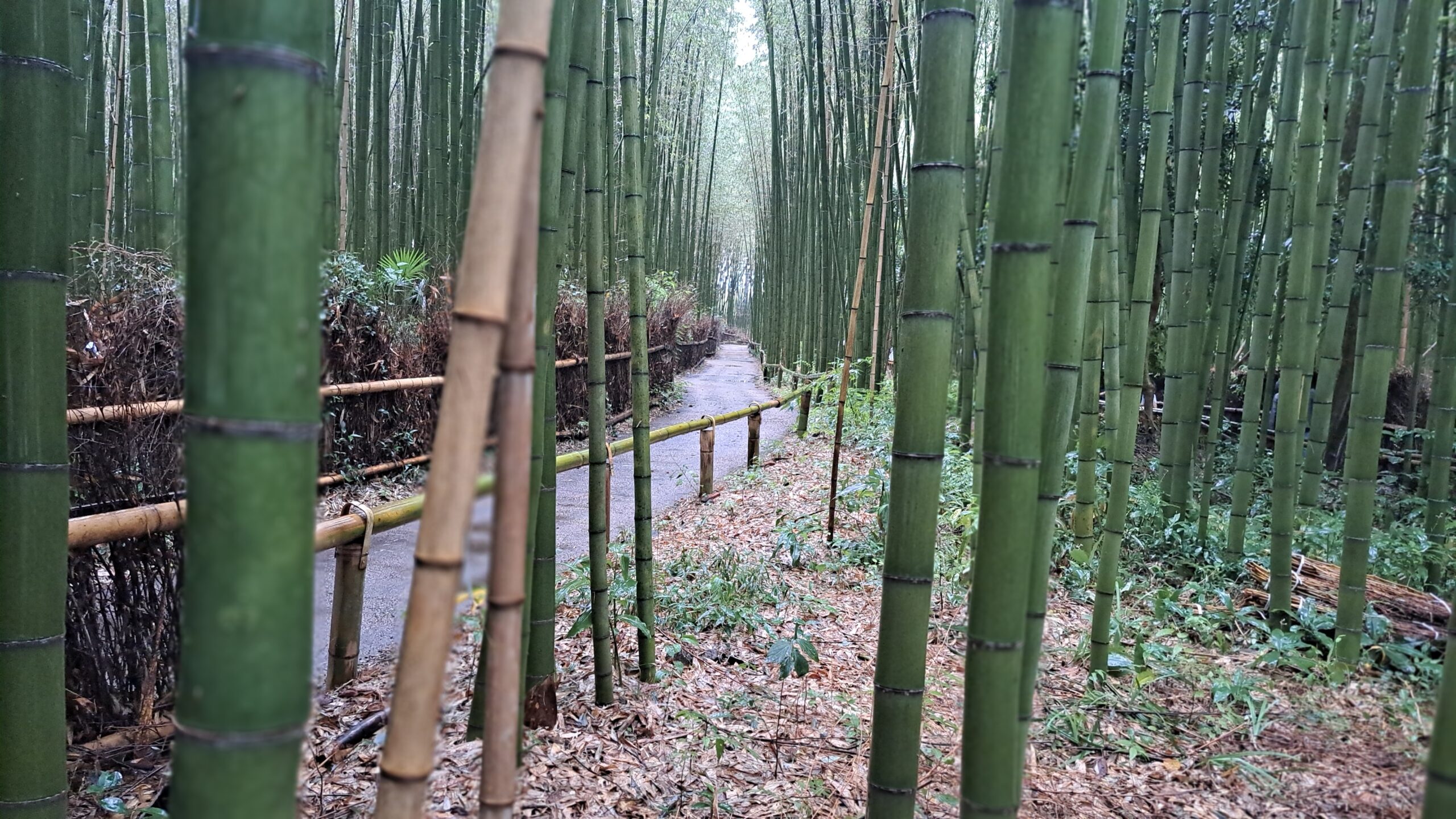 Arashiyama, Qué ver y hacer en Kioto Arashiyama, Qué ver y hacer en Kioto