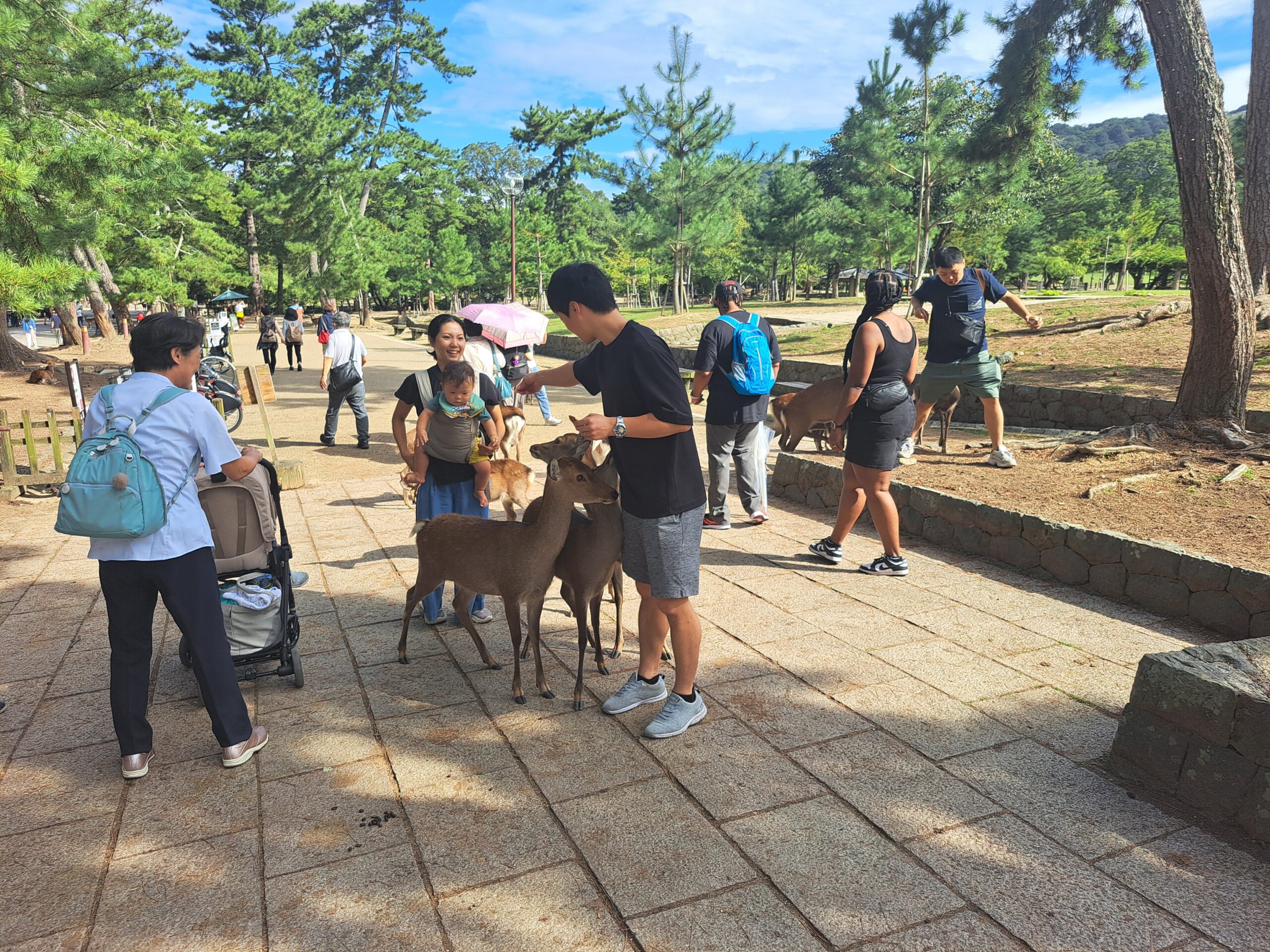 Que ver en Nara. Parque de Nara Que ver en Nara. Parque de Nara