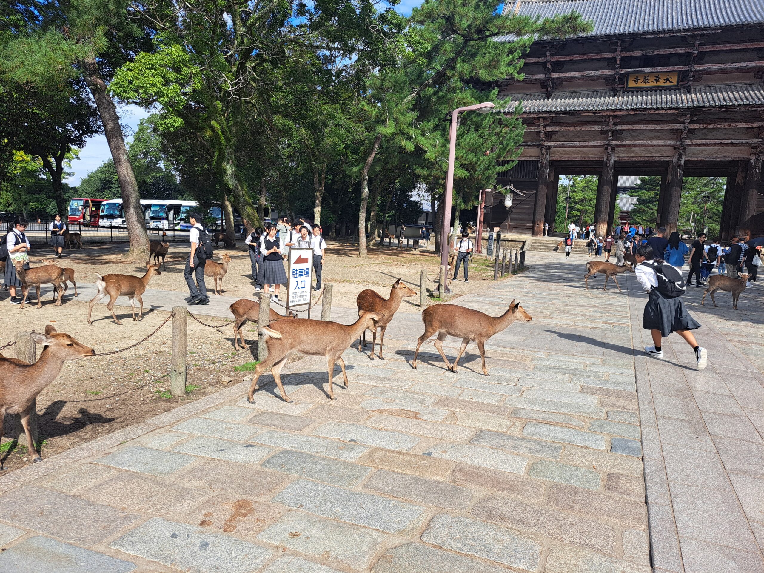 Que ver en Nara. Parque de Nara