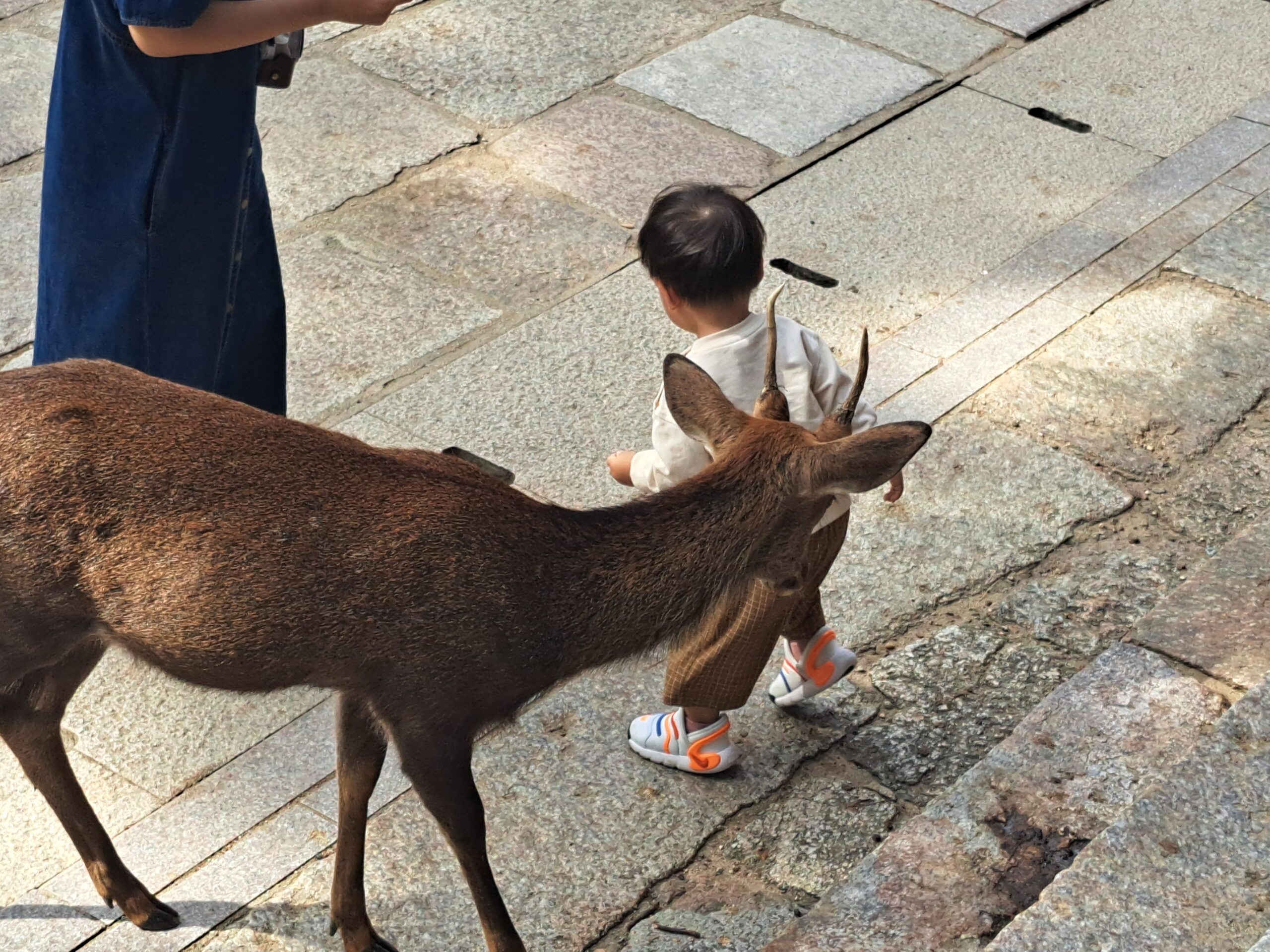 Que ver en Nara. Parque de Nara