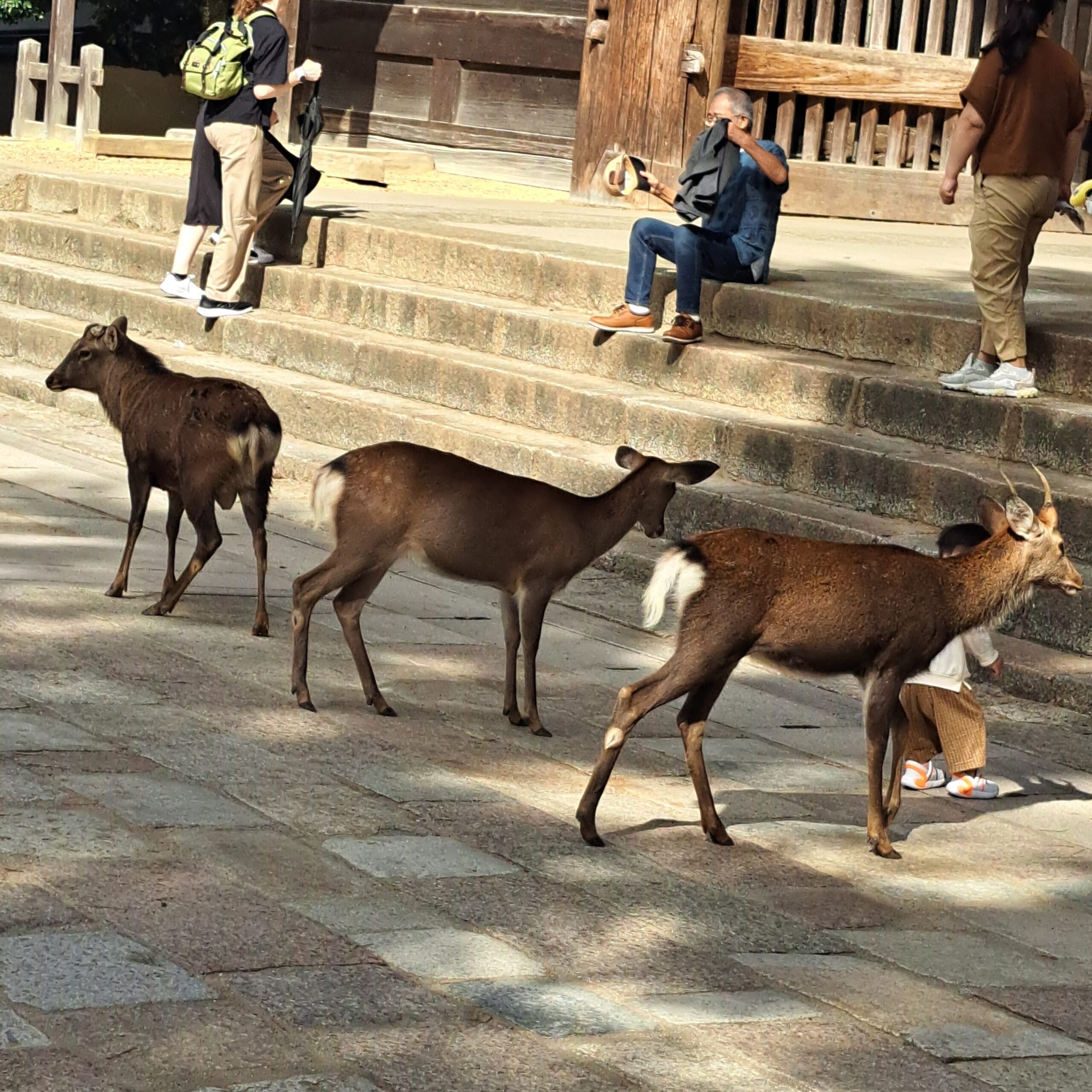 Nara: La ciudad de los ciervos sagrados
